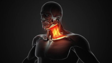 Sternokleidomastoid kaslarda ağrı ve yaralanma