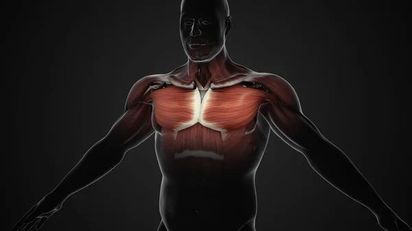 Pain and injury in the Chest Pectoralis Major and Minor Muscles
