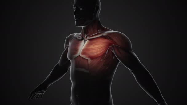Smärta Och Skada Bröstet Pectoralis Muskler — Stockvideo