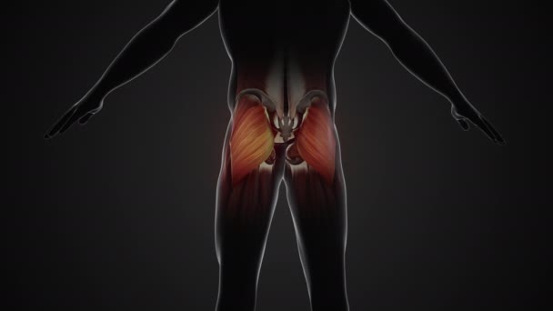 Dolor Lesión Los Músculos Del Glúteo Máximo — Vídeos de Stock