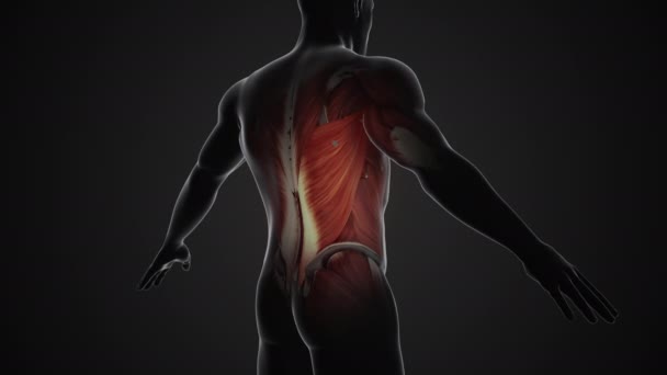 Dor Lesões Nos Músculos Latissimus Dorsi — Vídeo de Stock