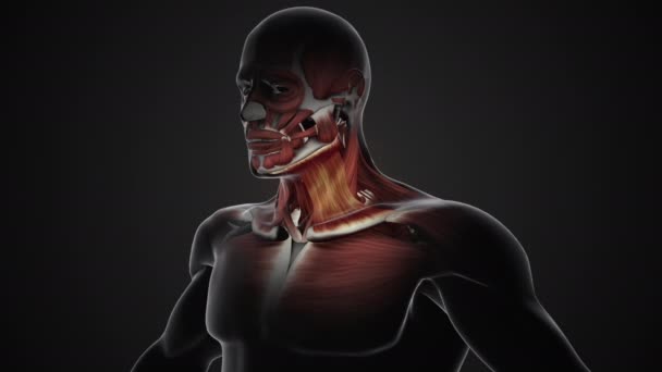 类固醇肌萎缩肌的疼痛和损伤 — 图库视频影像