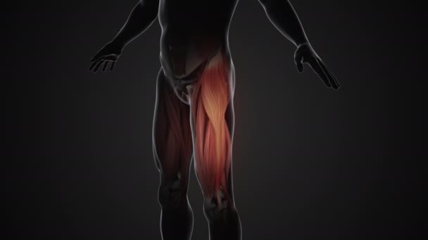 Dolor Lesiones Los Músculos Tensor Fasciae Latae — Vídeos de Stock