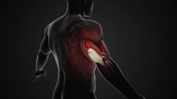 Bolest Poranění Svalů Tricepsu — Stock video