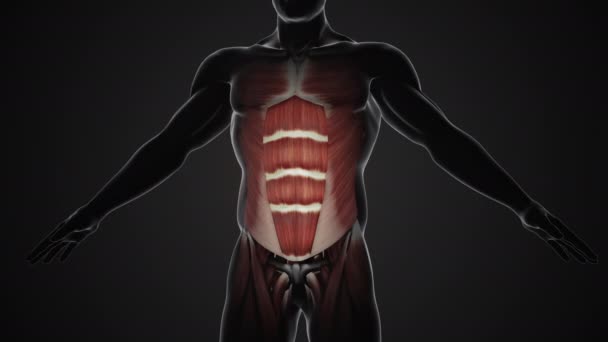 Douleur Blessure Dans Les Muscles Abdominaux — Video