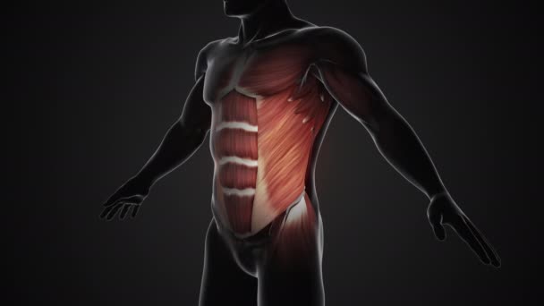 Durerea Rănirea Mușchilor Oblici Externi — Videoclip de stoc