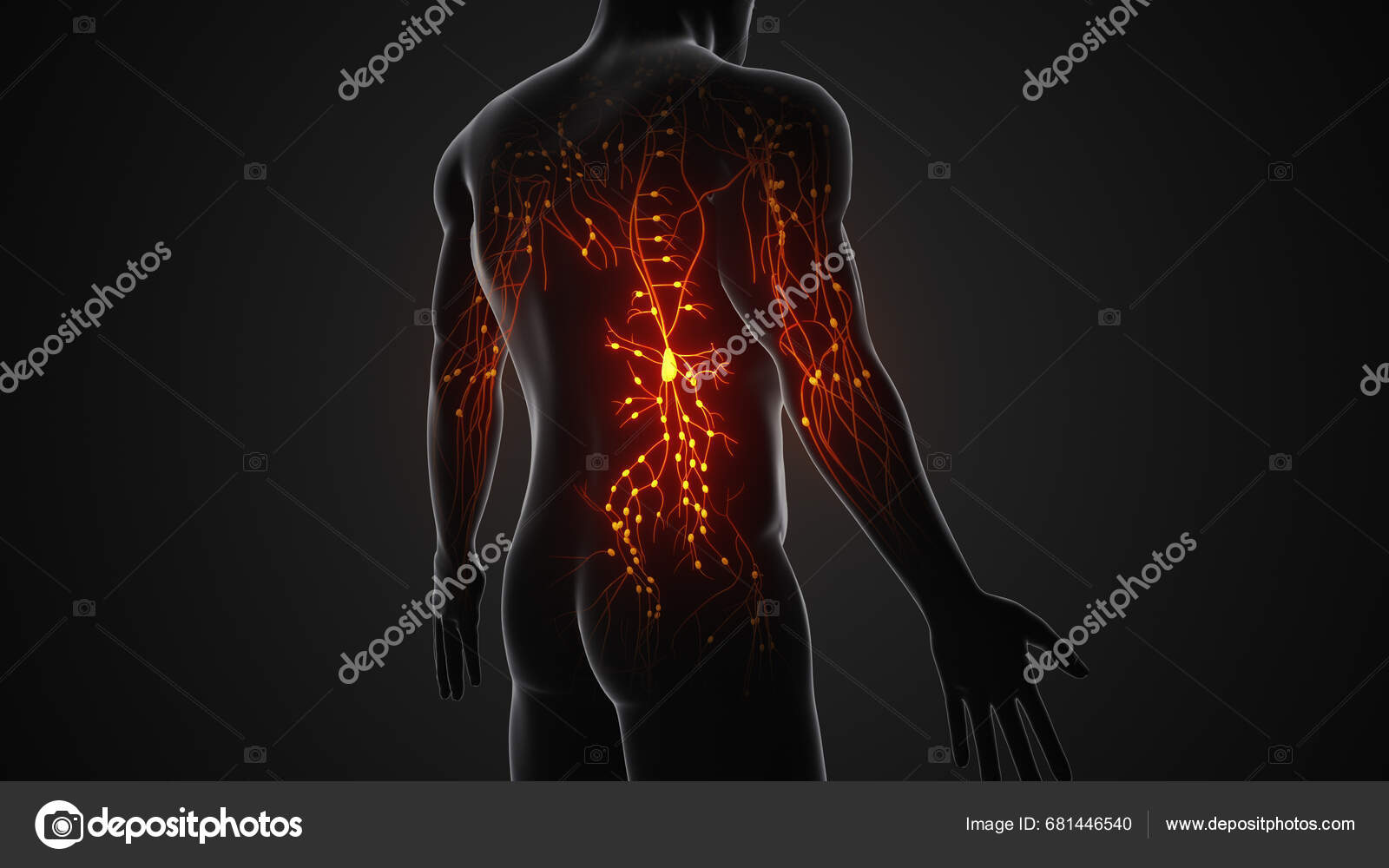 Human Lymphatic System
