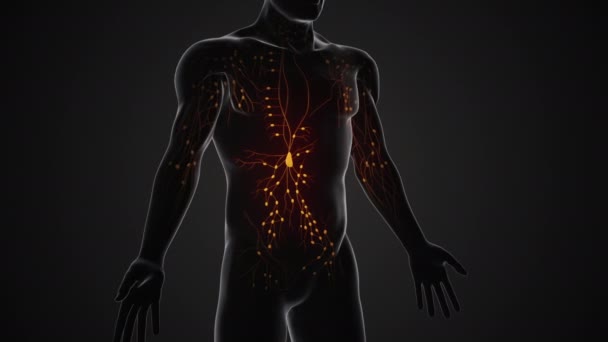 Anatomía Del Sistema Linfático Humano — Vídeo de stock