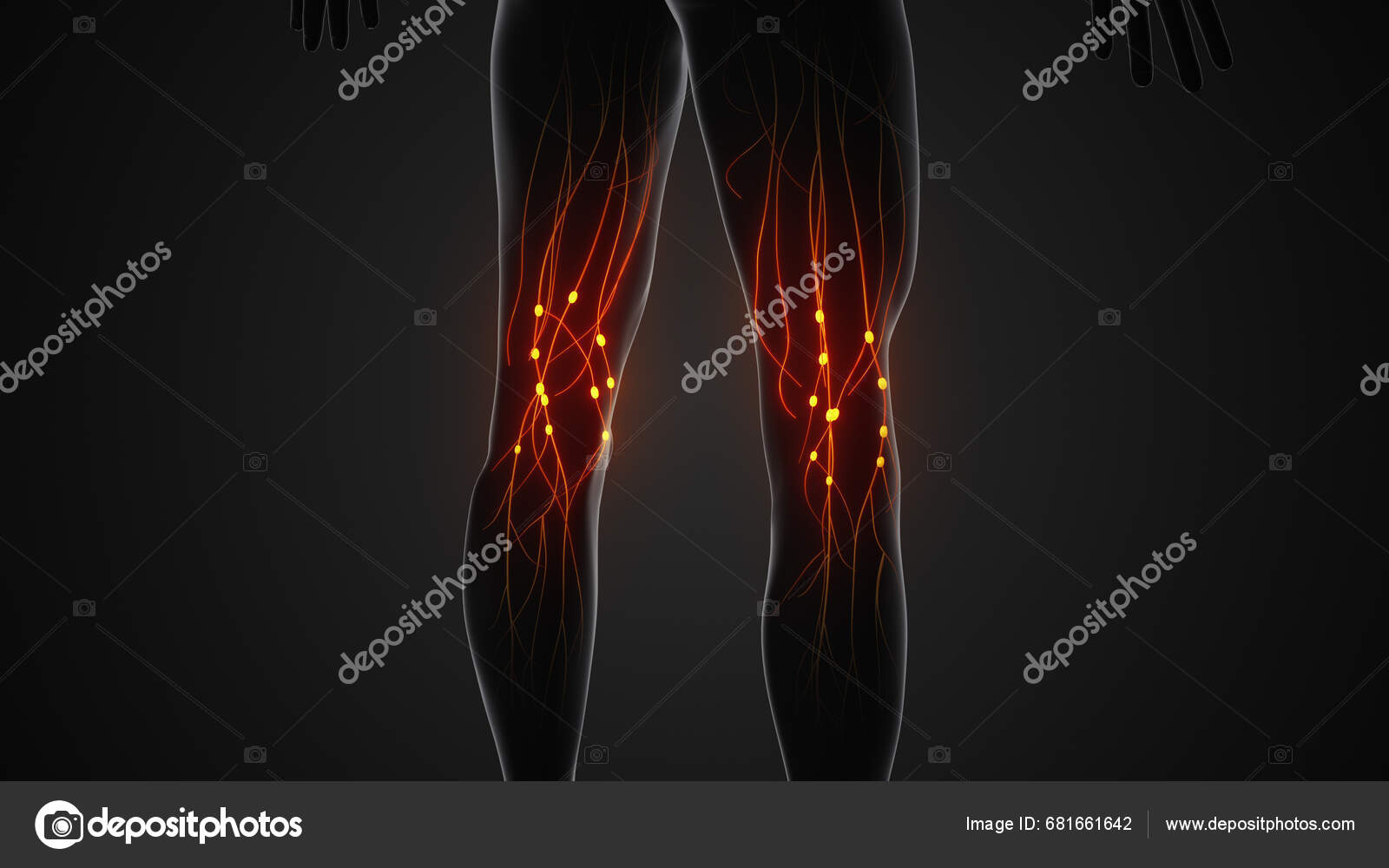 Human Lymphatic System Anatomical Structure Stock Photo by Biology Diagrams