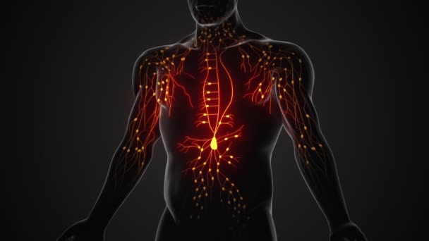 Anatomische Struktur Des Menschlichen Lymphsystems — Stockvideo