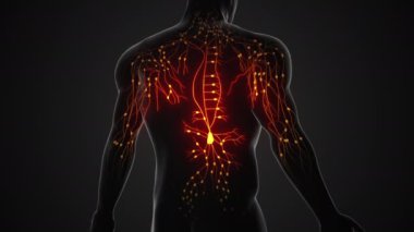 İnsan lenfatik sistem anatomik yapısı