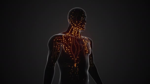 Anatomi Dari Sistem Limfatik Manusia — Stok Video