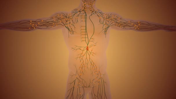 人类的淋巴结点结构 — 图库视频影像