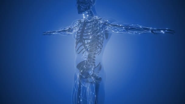 Anatomi Sistem Limfatik Pada Manusia — Stok Video