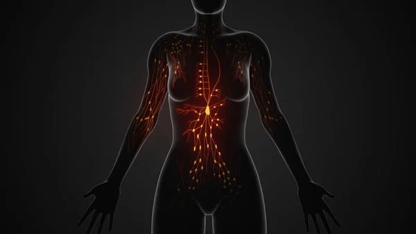 The female lymphatic system anatomy