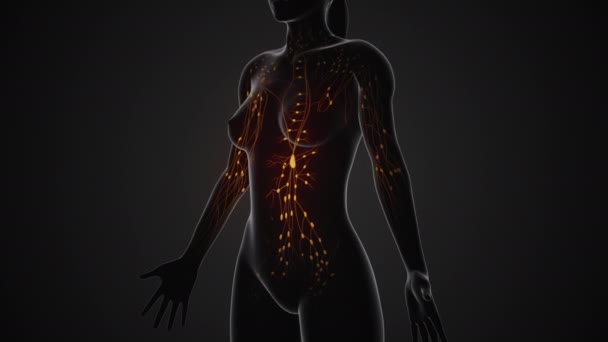 Anatomia Sistema Linfático Feminino — Vídeo de Stock