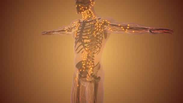 Anatomía Del Sistema Linfático Humano — Vídeo de stock