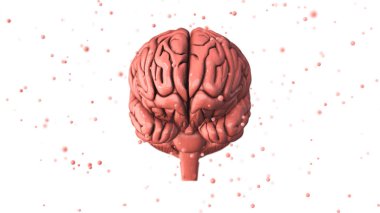 İnsan beyni ve özelliklerine