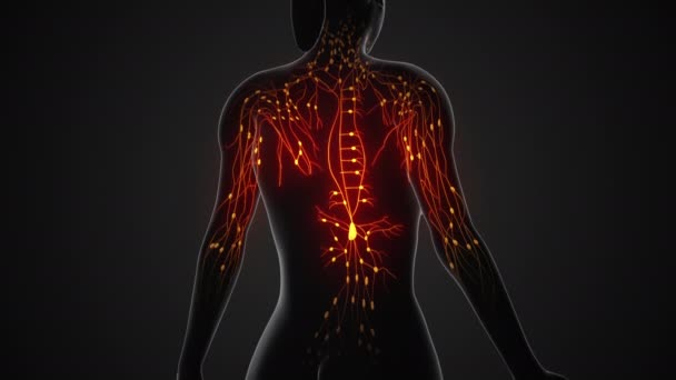 Kadın Lenfatik Sistem Anatomik Yapısı — Stok video