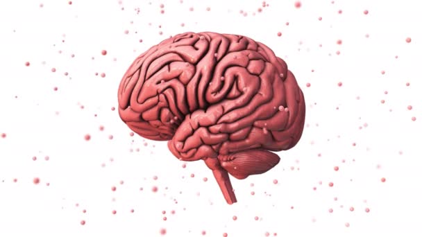Das Menschliche Gehirn Und Seine Fähigkeiten — Stockvideo