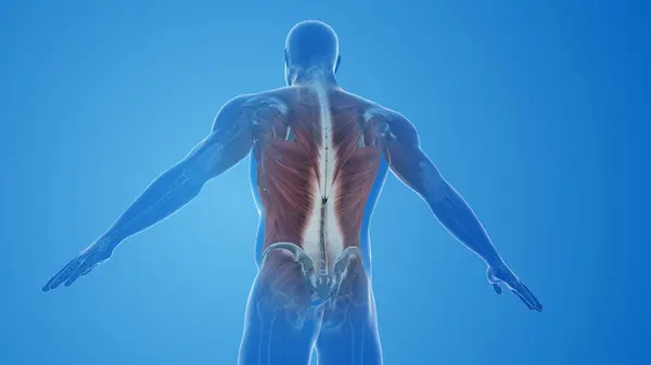Latissimus Dorsi Muscles pain and injury