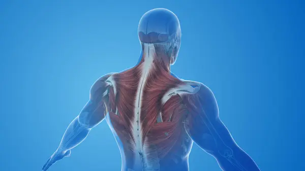 Trapezius muscles pain and injury