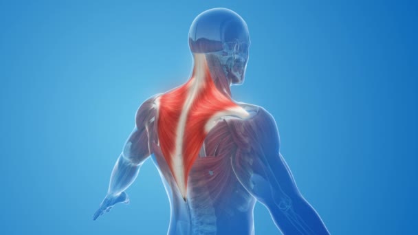 Trapezius Muscles Pain Injury — Stock Video