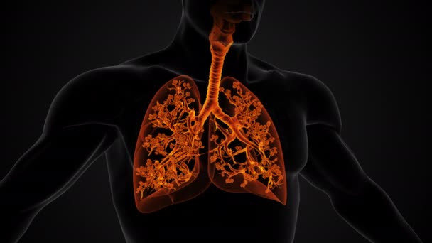 Анатомическая Структура Легких Дыхательной Системы — стоковое видео
