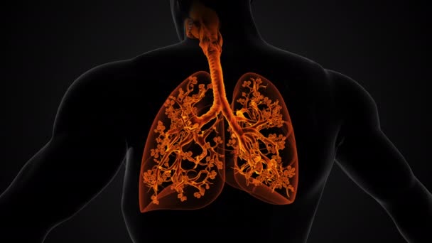 Estructura Anatómica Del Pulmón Del Sistema Respiratorio — Vídeo de stock