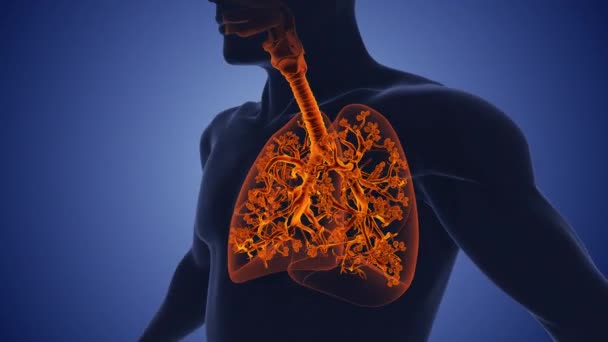 Дихальна Система Анатомічна Структура Легень — стокове відео