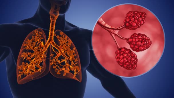 肺泡和人类呼吸系统中的支气管树 — 图库视频影像