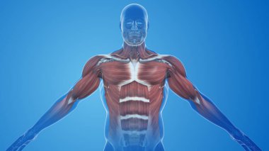 Kas ağrısı ve yaralanma.