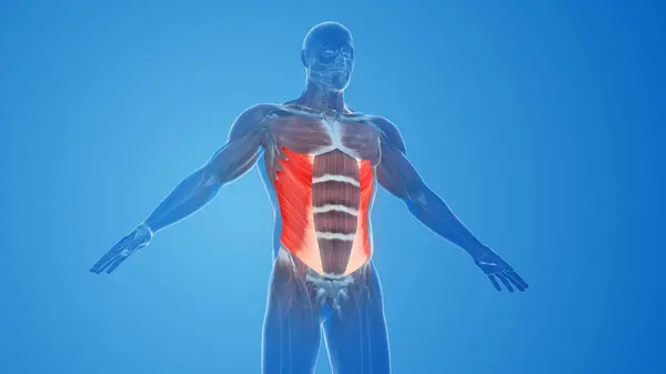 External Oblique Muscles pain and injury