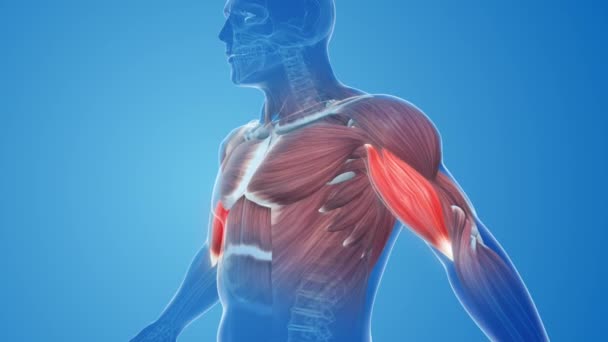 Biceps Bolesti Poranění Svalů — Stock video