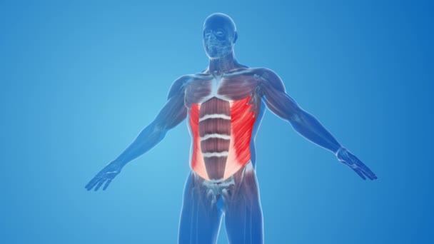 Schräge Äußere Muskeln Schmerzen Und Verletzungen — Stockvideo