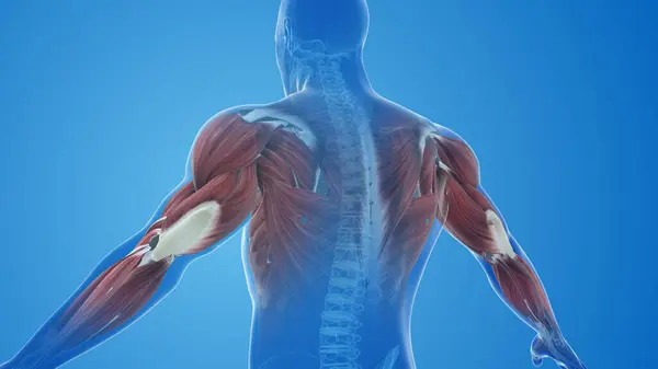 Triceps muscle pain and injury