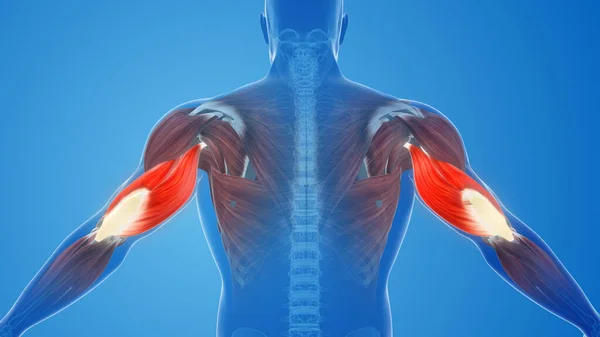 Triceps muscle pain and injury
