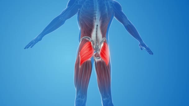 Gluteus Maximus Dolor Lesiones Musculares — Vídeos de Stock