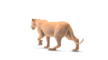 Beyaz arka planda yürüyen canlı bir aslan.