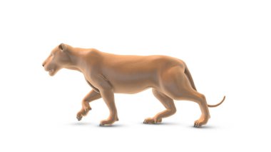 Beyaz arka planda yürüyen animasyon aslan