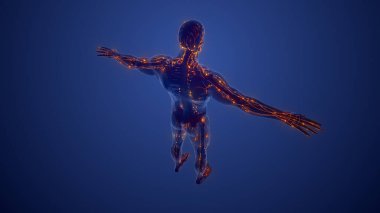 Lenfatik Sistemin yapısı