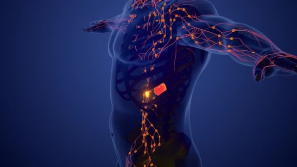 人类淋巴系统的结构 — 图库视频影像
