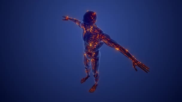 淋巴系统的结构 — 图库视频影像