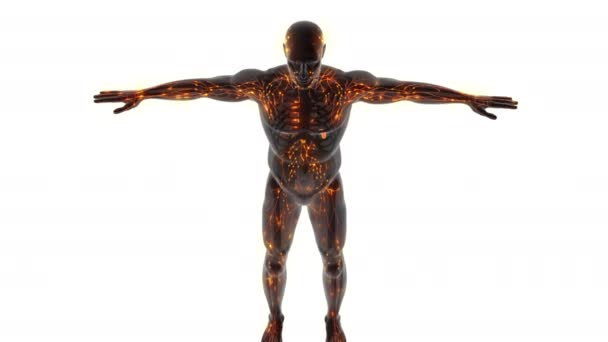 人体淋巴系统内部解剖 — 图库视频影像