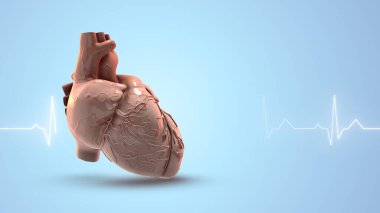 Kalp atışı olan insan kalbi.