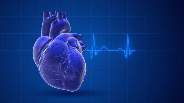 Серце Людини Пульсовим Слідом — стокове відео