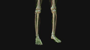 İnsan Lenfatik Sistem Anatomisinin Animasyonu