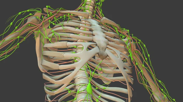 Anatomy Animation of the Human Lymphatic System