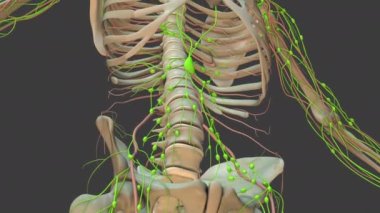 İnsan Lenf Sistemi 'nin Anatomi Animasyonu