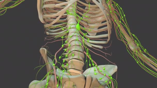 Anatomia Animação Sistema Linfático Humano — Vídeo de Stock